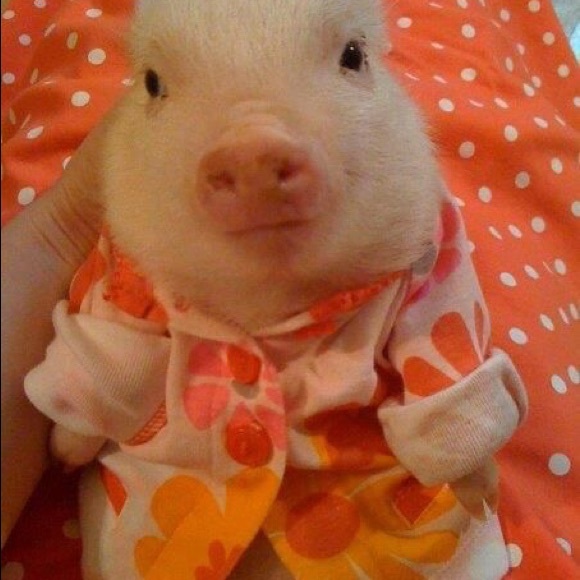 Meet your Posher, Stephanie - Picture 4 of 7